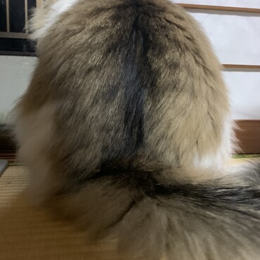 後ろ姿はタヌキに似ています