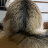 後ろ姿はタヌキに似ています