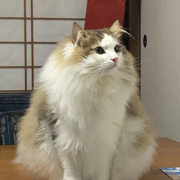10キロ位あります。見かけた方は驚かないで下さい。基本的にフレンドリーです。