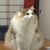 10キロ位あります。見かけた方は驚かないで下さい。基本的にフレンドリーです。