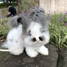 アンゴラウサギ　女の子　パンダ柄 サムネイル2