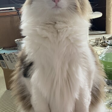 視線を感じたので横を向いたらミーアキャットになってました