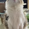 視線を感じたので横を向いたらミーアキャットになってました