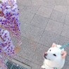 の写真