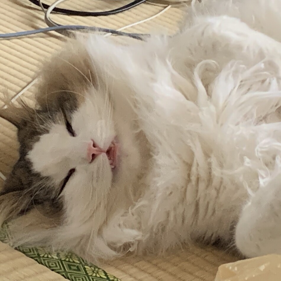 たまのカバー写真