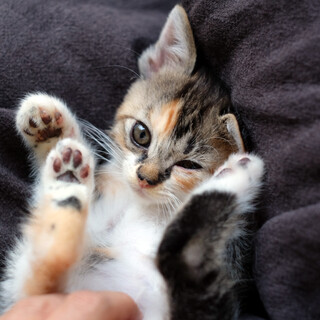 キジ白母さんの子供たち