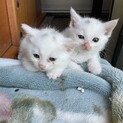 ふわふわ双子の白猫ちゃん（頭にかわいいぶち模様）