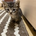 濃いめのキジトラの赤ちゃん♂
