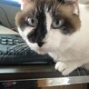 そろそろお仕事終わりにして僕と遊ぼ？