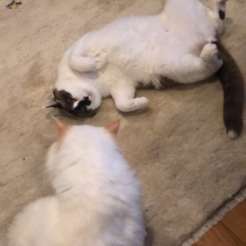 コアラのカバー写真