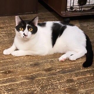 白黒兄弟　大人しい大きい男の子　カボ君