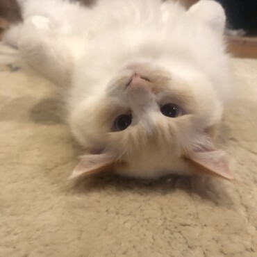 ほけー