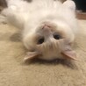 ほけー