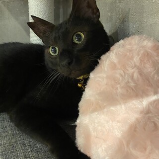 大人しくとっても甘えん坊な祥くん