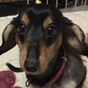 愛犬ももこ さん