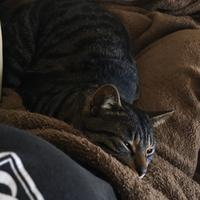 まぐいのカバー写真