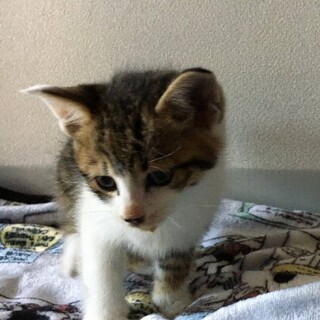 キジ白男の子　里親さん決定!!