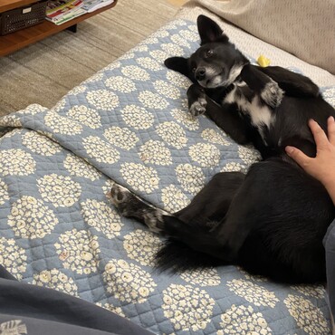 こんなヘソ天、するまでになりました