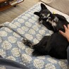 こんなヘソ天、するまでになりました