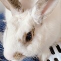 うさぎ　1歳オス