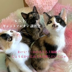 ＊キャットソシオン譲渡会＊第105回