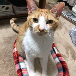 人も猫も大好き！白地に茶トラボーイ約３才♪