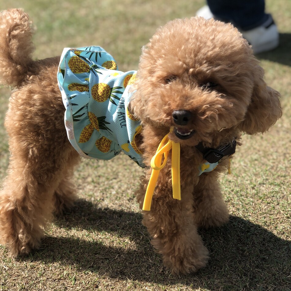 ぽぷのカバー写真