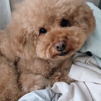 ぴちゅ