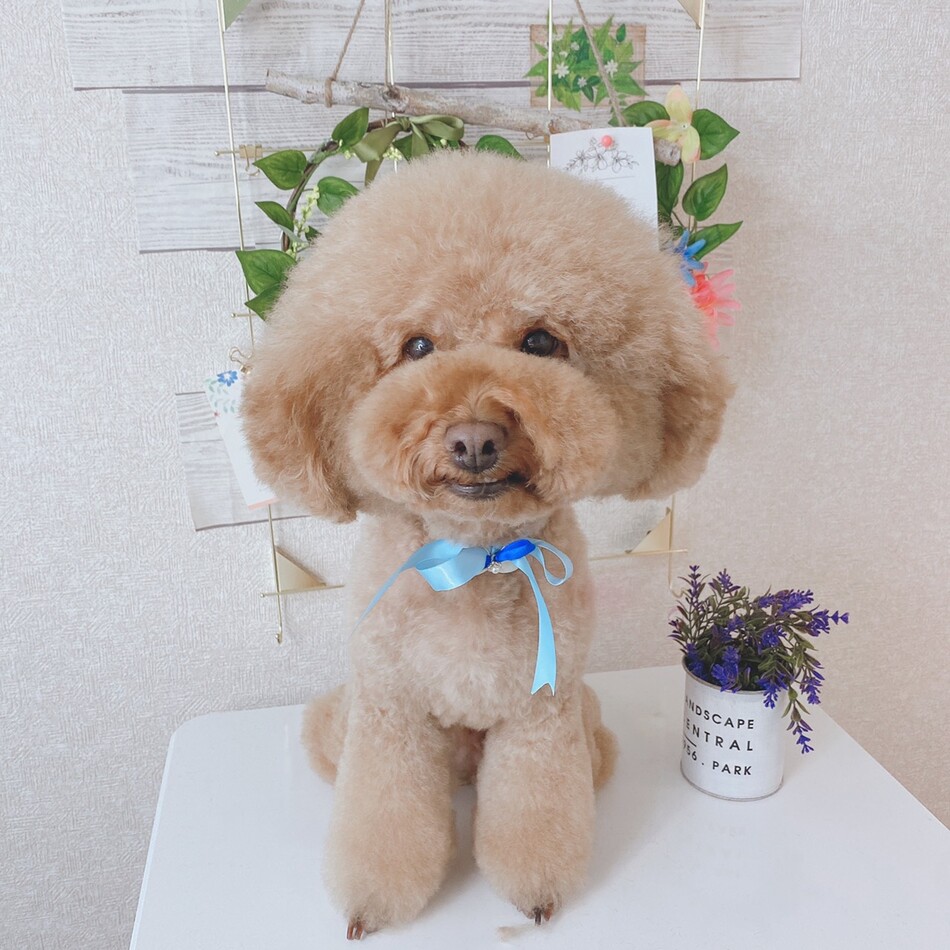 ぴちゅのカバー写真