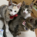 兄妹子猫里親募集