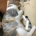 親子2匹の里親になってくれる方　　