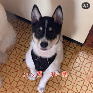 賢い！ハン君