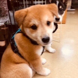 猫と友達まめ君