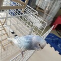 セキセイインコ　4/23生まれ