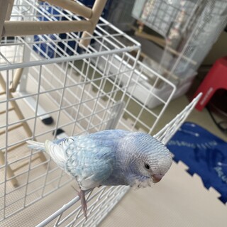 セキセイインコ　4/23生まれ