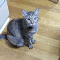 膝の上が大好き☆チャコちゃん