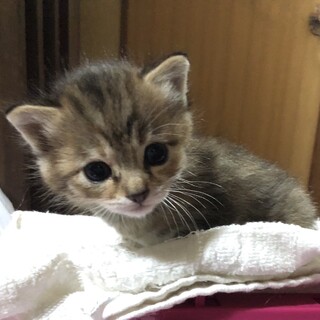 生後3週齢、可愛くおとなしいキジトラの女の子♀