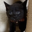 本日譲渡会！可愛い仔猫♡優しい家族を探して…