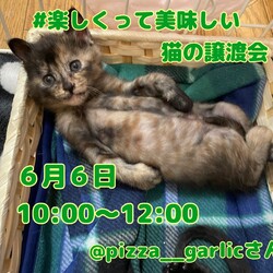 猫の譲渡会in浜松
