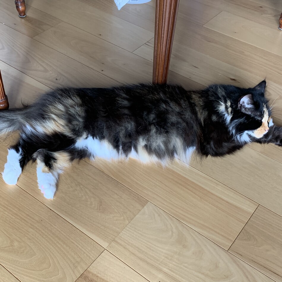 Ricoのカバー写真