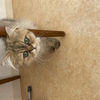 小振りのペルシャ　チンチラゴールデン女の子