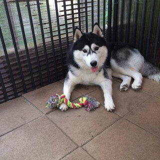 シベリアンハスキー里親募集