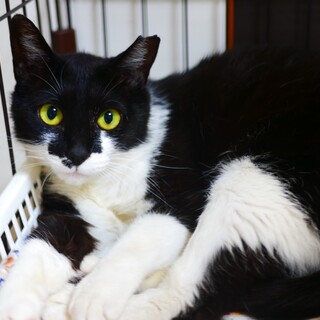 穏やかで甘えん坊♡ファンちゃん