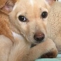 トライアル決定おっとりさん　おとちゃんです
