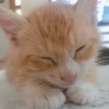 生後4週 子猫茶色♂