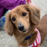 ボール遊びが大好き。尻尾フリフリあすかちゃん♪ サムネイル6