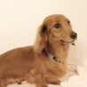 ボール遊びが大好き。尻尾フリフリあすかちゃん♪ サムネイル2