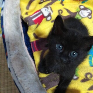 2ヶ月黒オスかわいい子猫