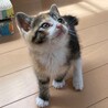 元気でマイペースな三毛キジ☆まるちゃん サムネイル3