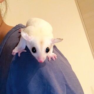 フクロモモンガ   オス　11ヶ月